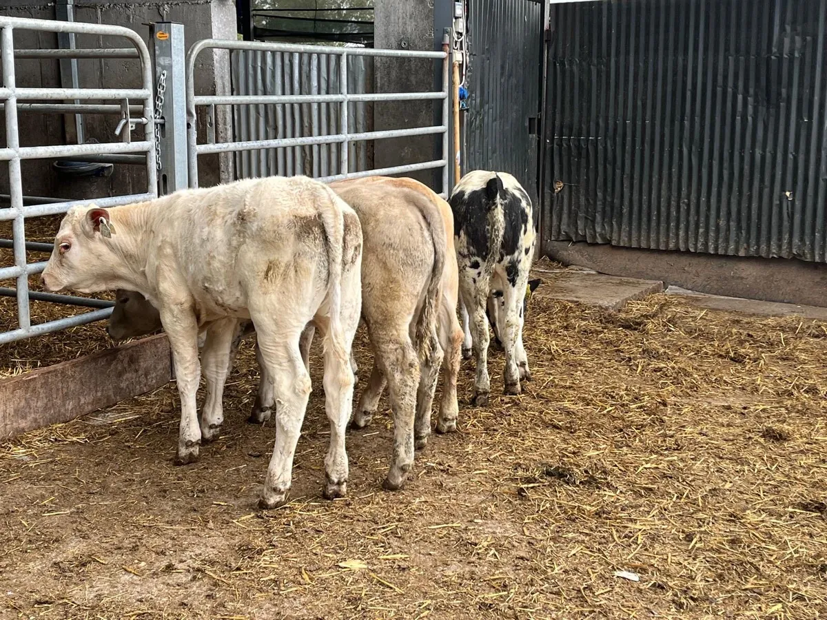 4 super  charlaois heifer weanlings - Image 2