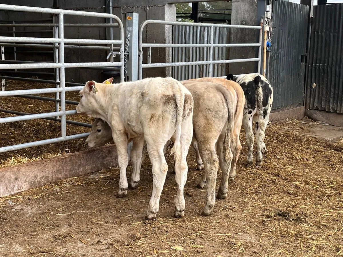 4 super  charlaois heifer weanlings - Image 3