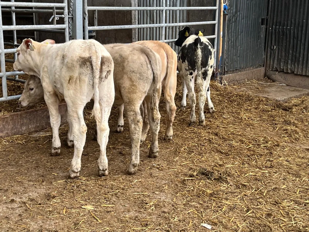 4 super  charlaois heifer weanlings - Image 4