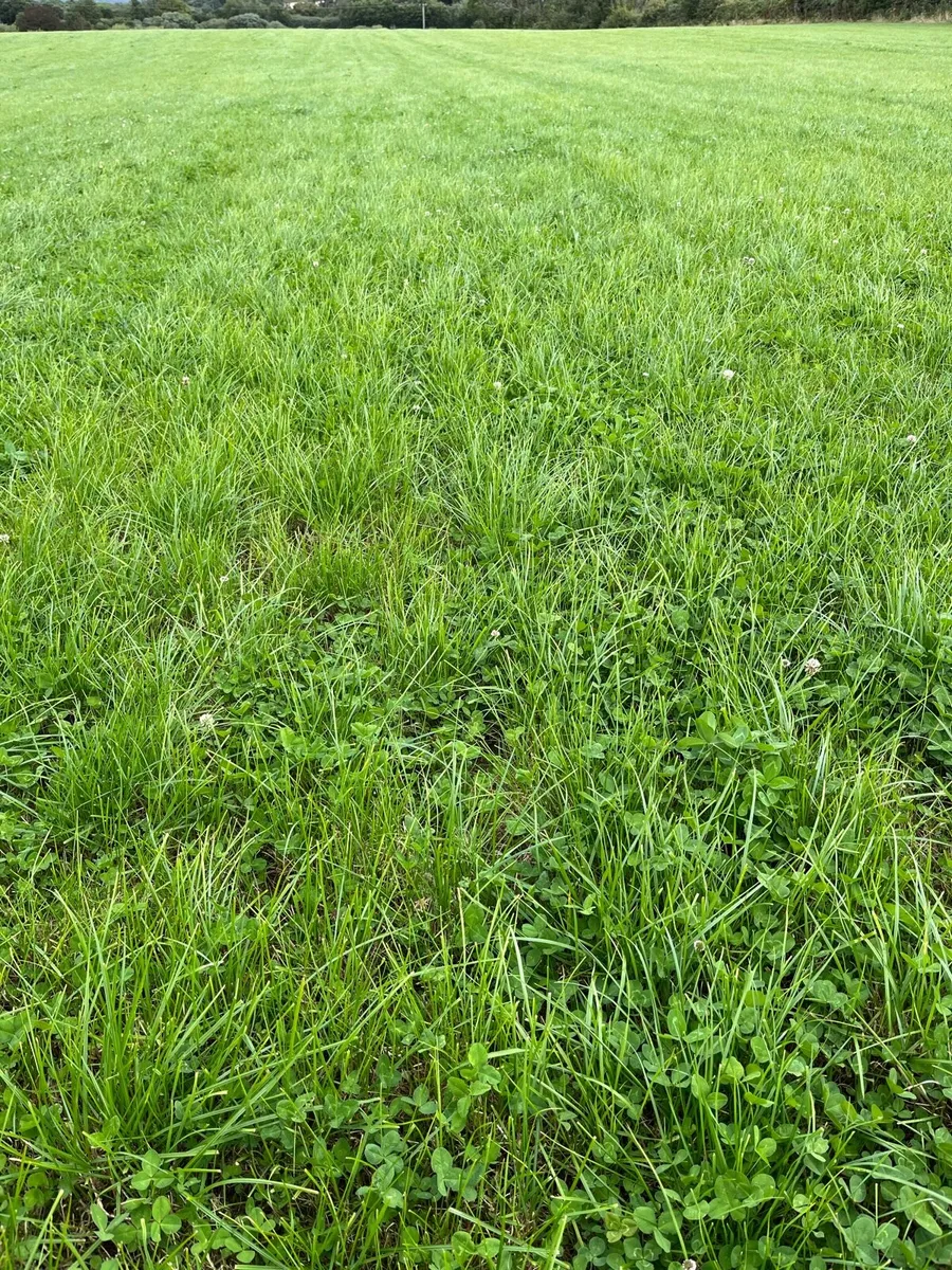 Grass available for Zero Grazing - Image 2