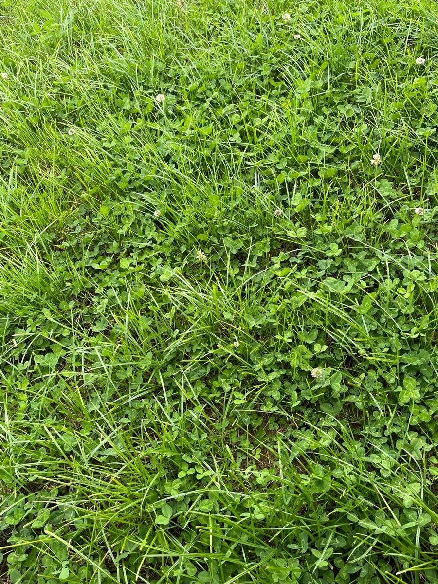 Grass available for Zero Grazing - Image 3