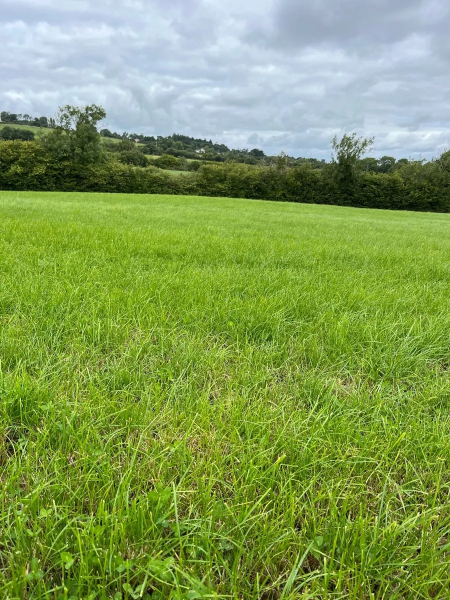Grass available for Zero Grazing - Image 1