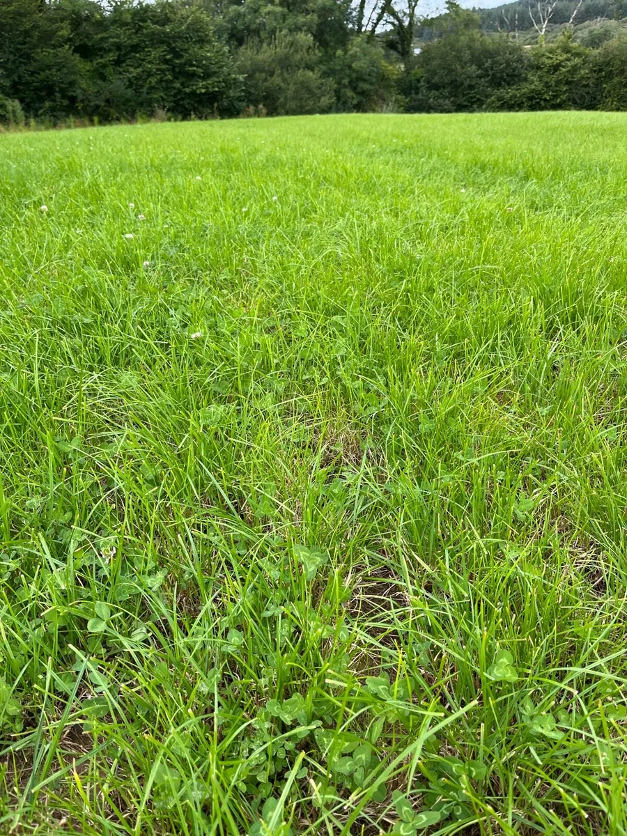 Grass available for Zero Grazing - Image 4