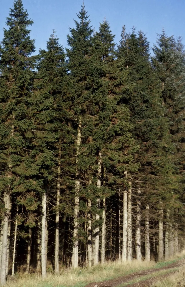 Forestry