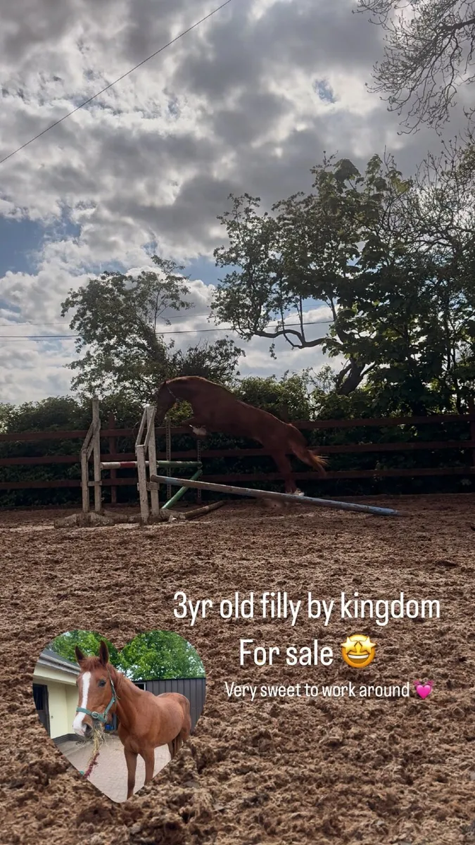 3yr old Horse - Image 3