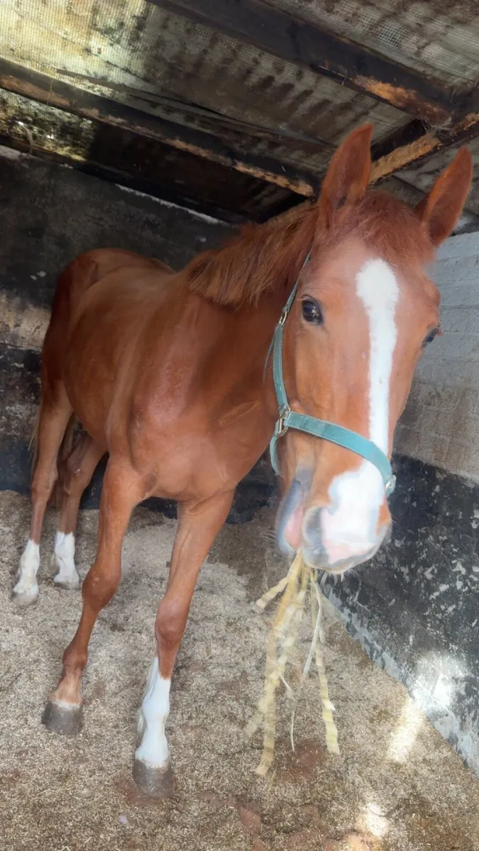 3yr old Horse - Image 4