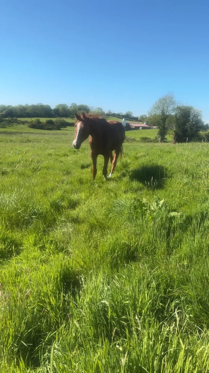 3yr old Horse - Image 2