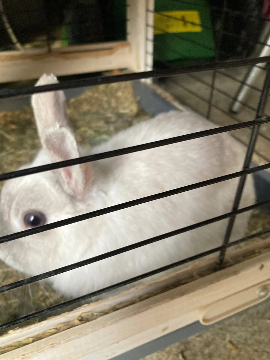 Netherland dwarf rabbits - Image 4