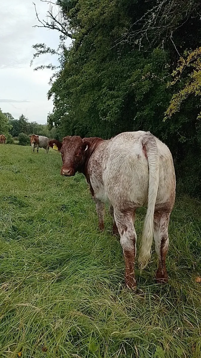 Roan heifers for Dowra 138 and 139 - Image 2