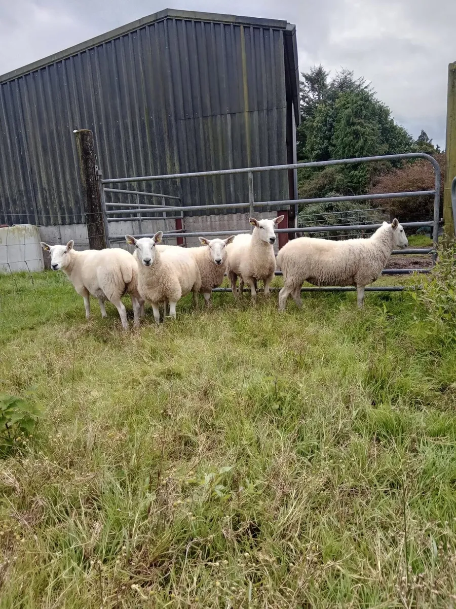 5 quality Cheviot x hoggets - Image 1