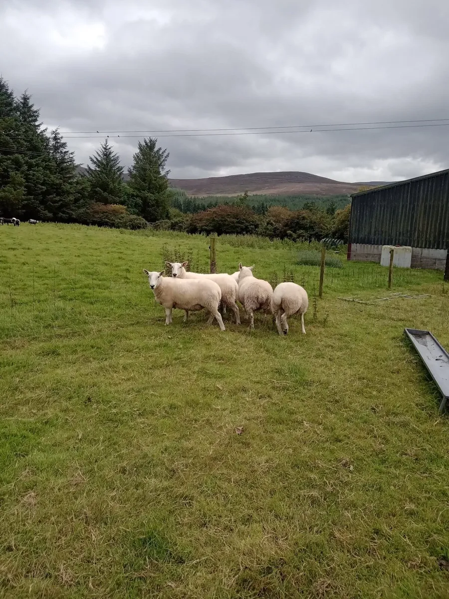 5 quality Cheviot x hoggets - Image 2
