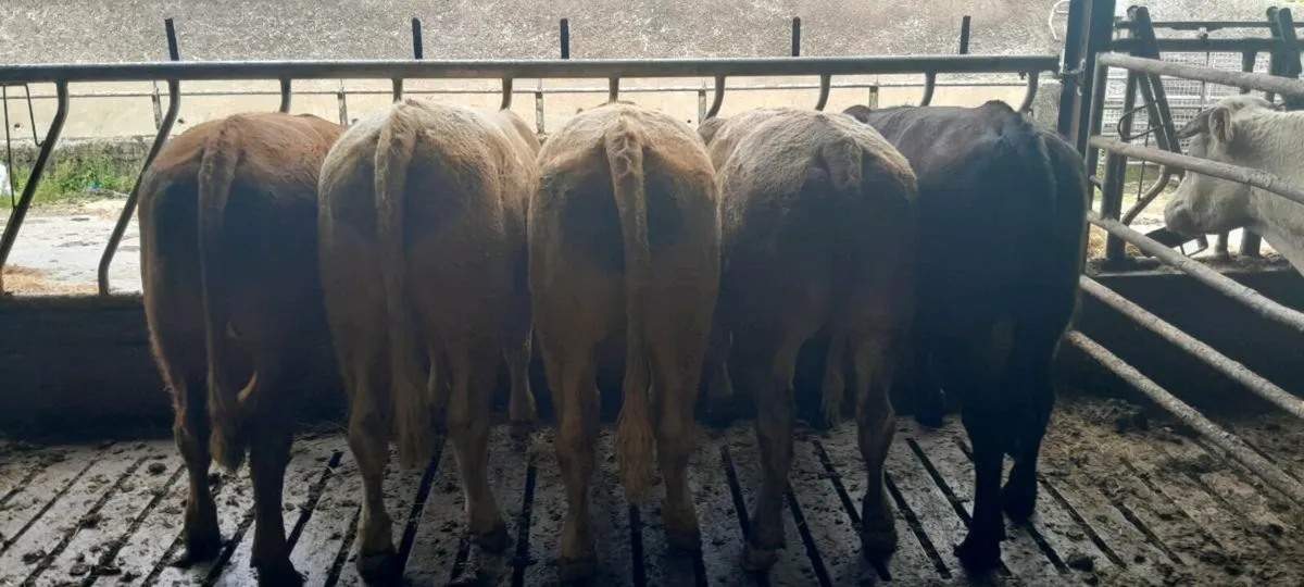 2nd yr conversion 5  organic Bullocks - Image 1