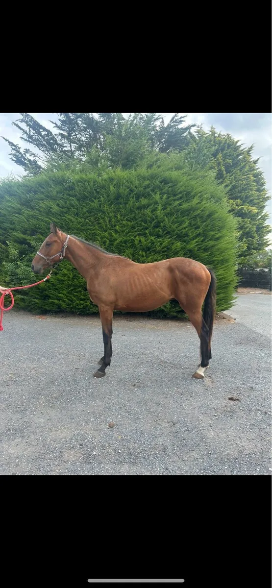 2 y/o gelding by Old Persian - Image 1