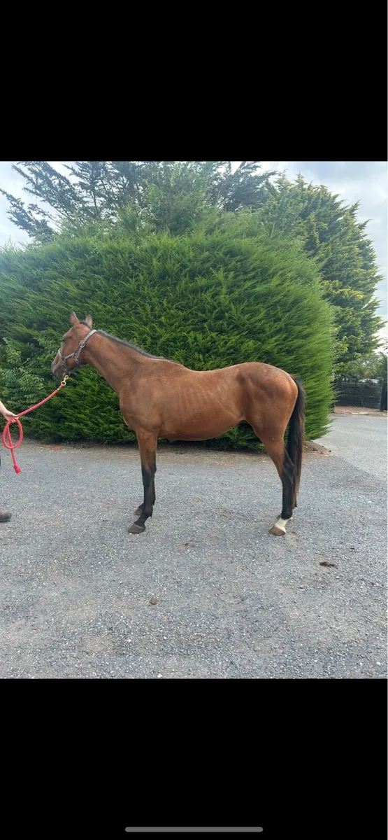 2 y/o gelding by Old Persian - Image 2
