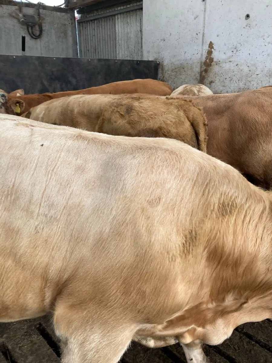 SUPER QUALITY CH BULLOCKS 390KG - Image 3
