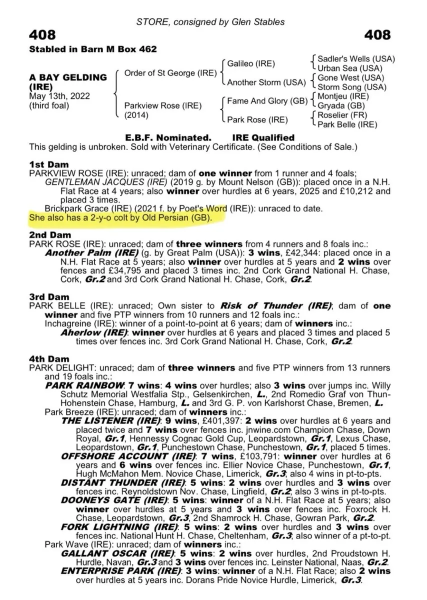 2 y/o gelding by Old Persian - Image 3