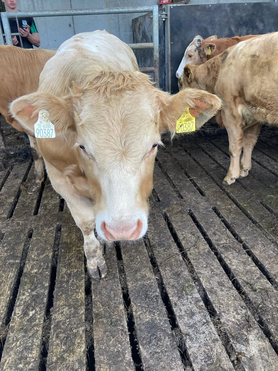 SUPER QUALITY CH BULLOCKS 390KG - Image 1