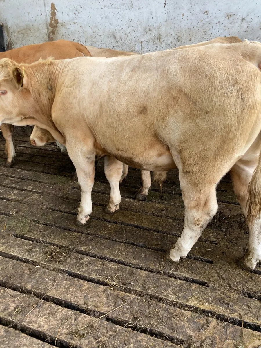 SUPER QUALITY CH BULLOCKS 390KG - Image 2