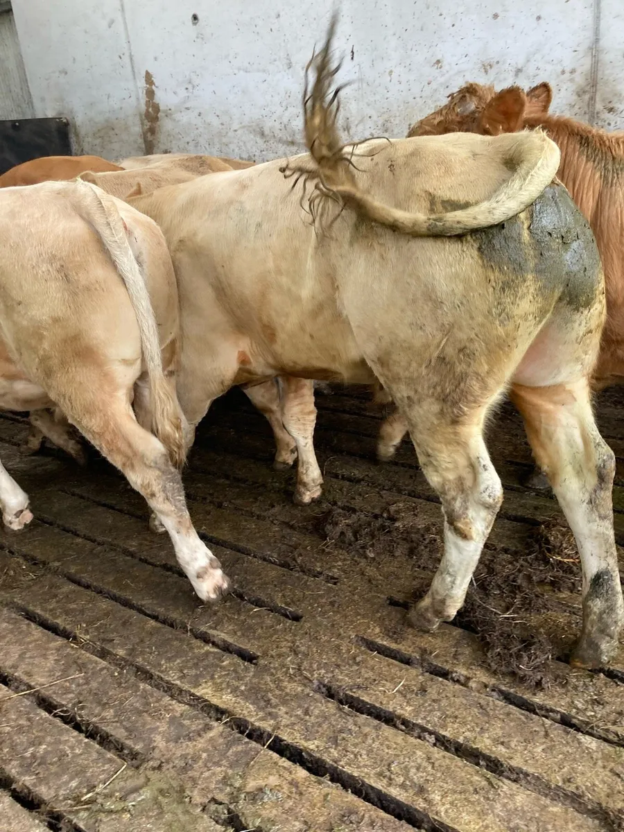SUPER QUALITY CH BULLOCKS 390KG - Image 4