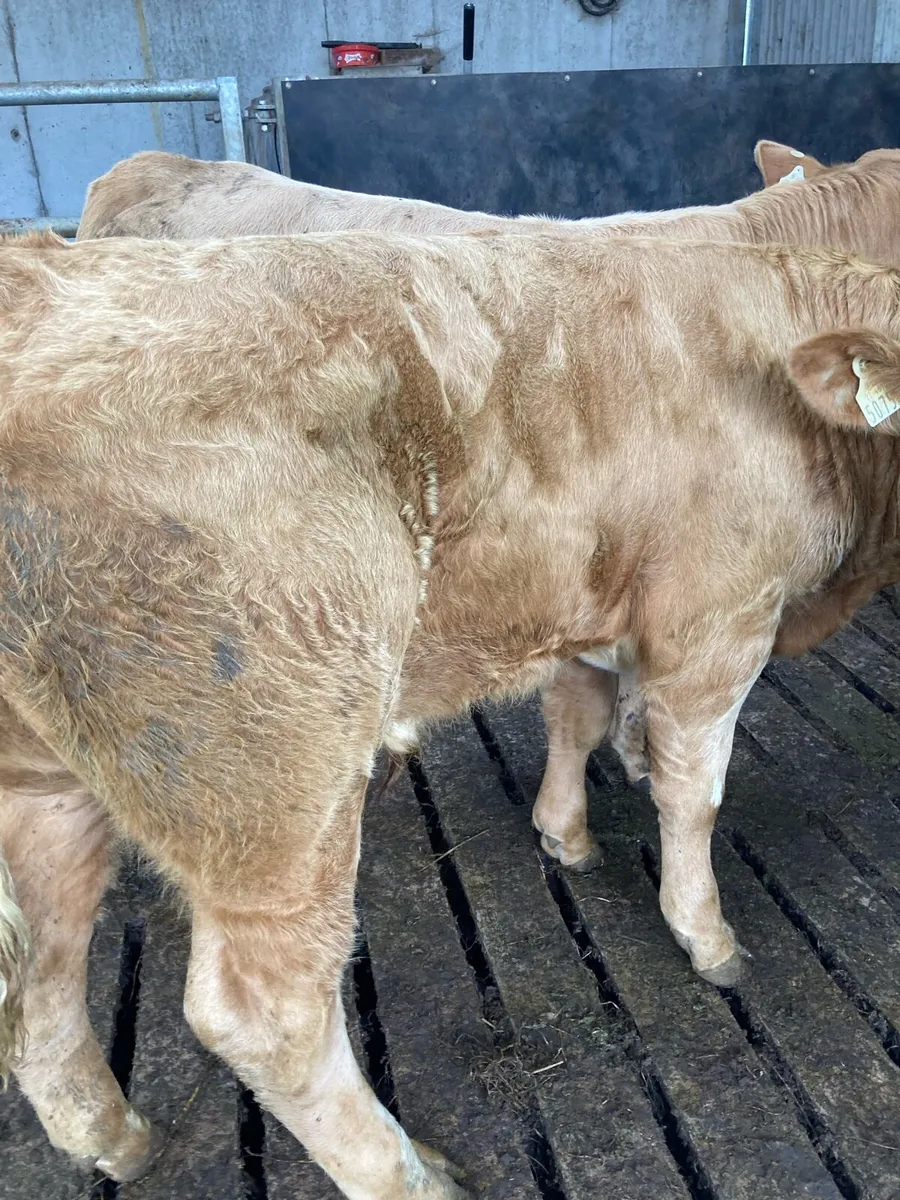 SUPER QUALITY CH/LIM BULLOCKS 360KG - Image 4