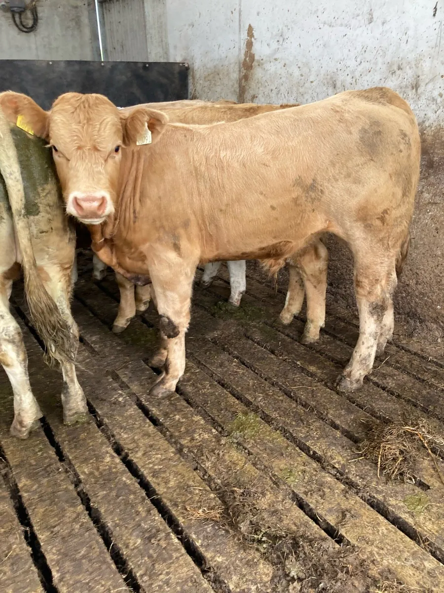 SUPER QUALITY CH/LIM BULLOCKS 360KG - Image 1