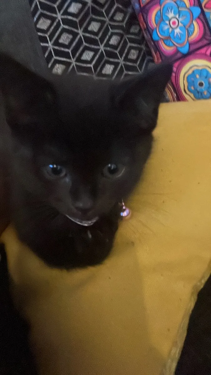 Kitten - Image 1