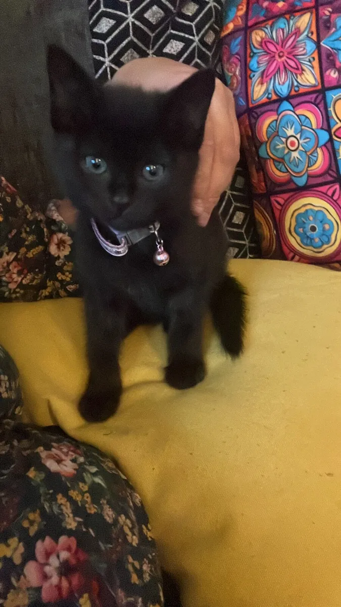 Kitten - Image 2