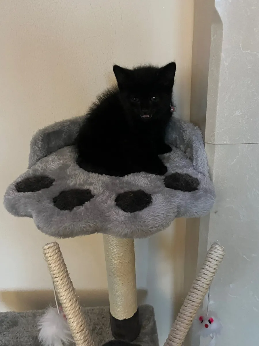 Kitten - Image 4