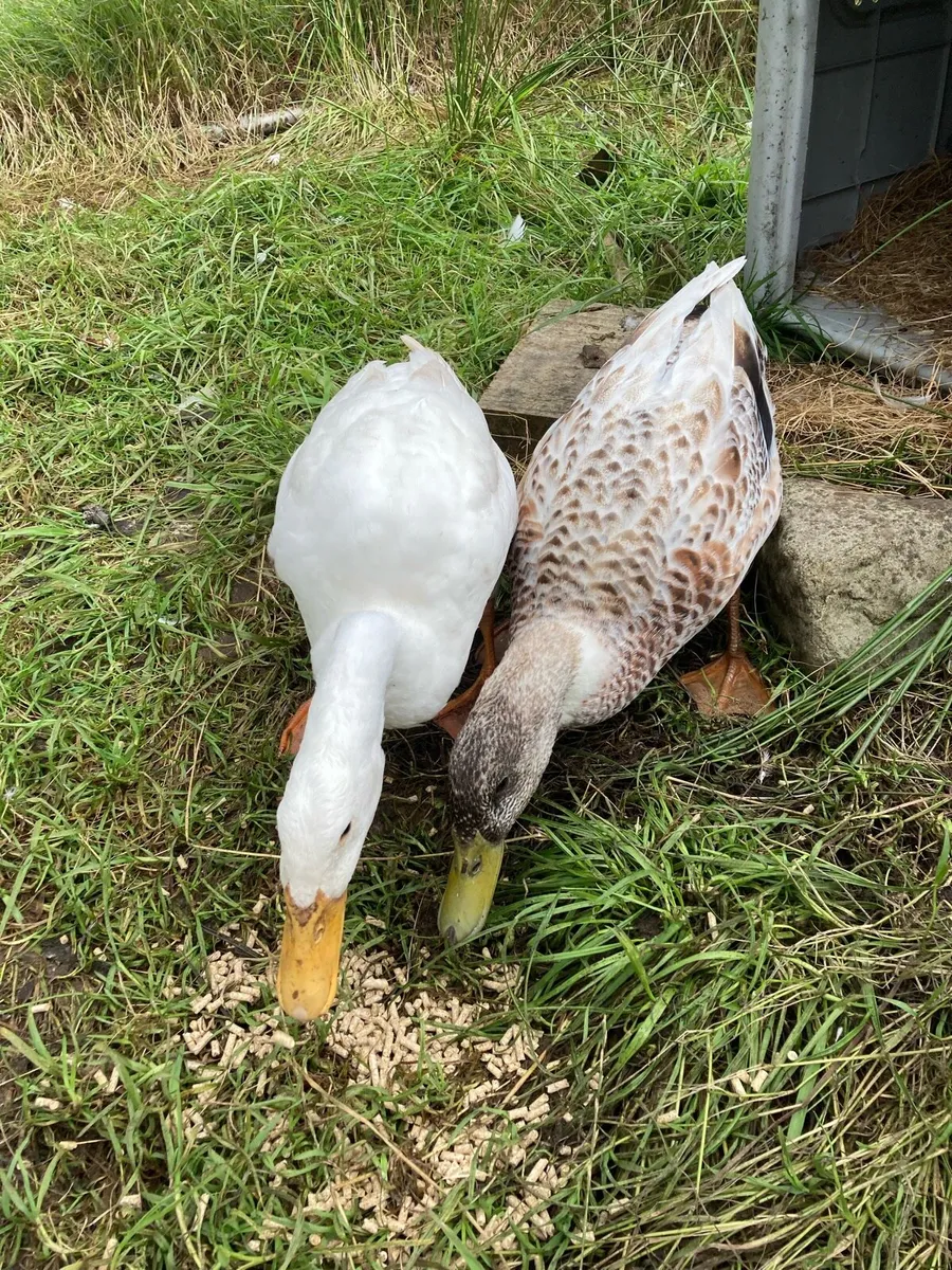 2 drakes - Image 2