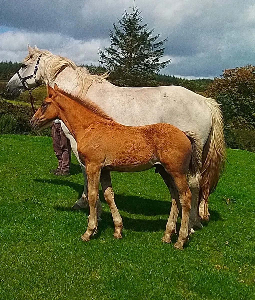 Foal for sale - Image 1