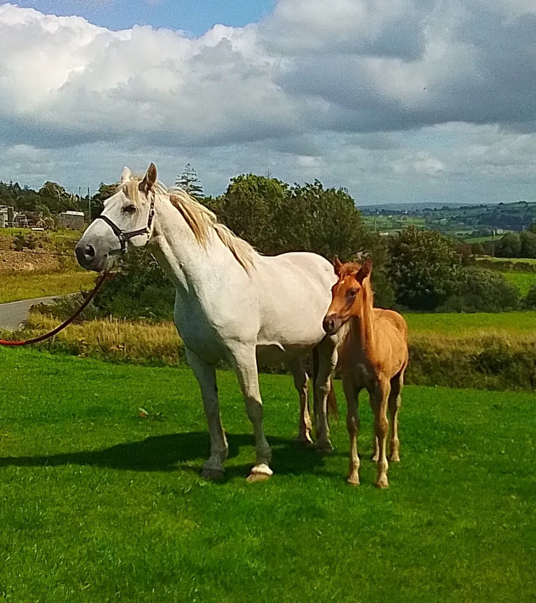 Foal for sale - Image 2