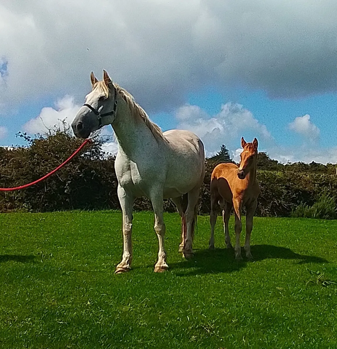 Foal for sale - Image 3