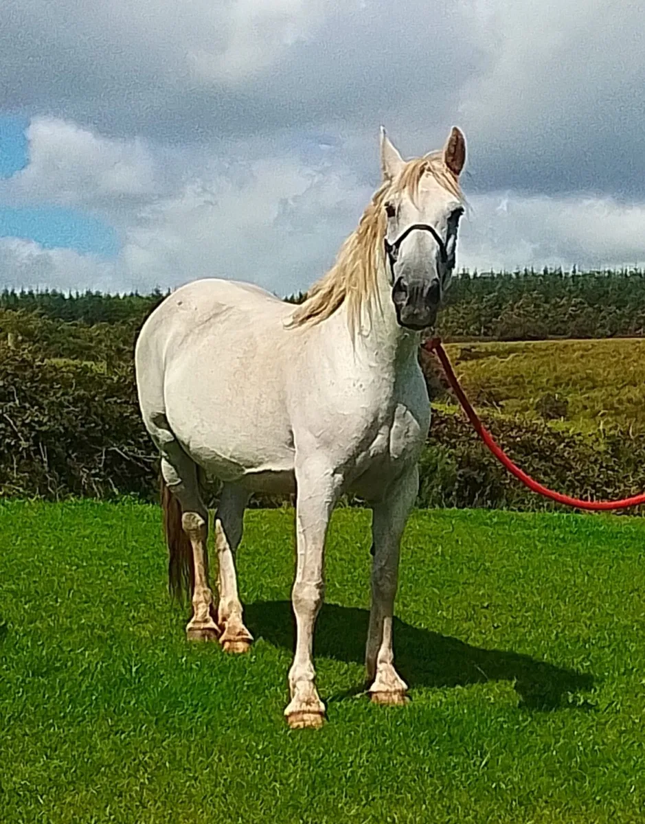 Foal for sale - Image 4