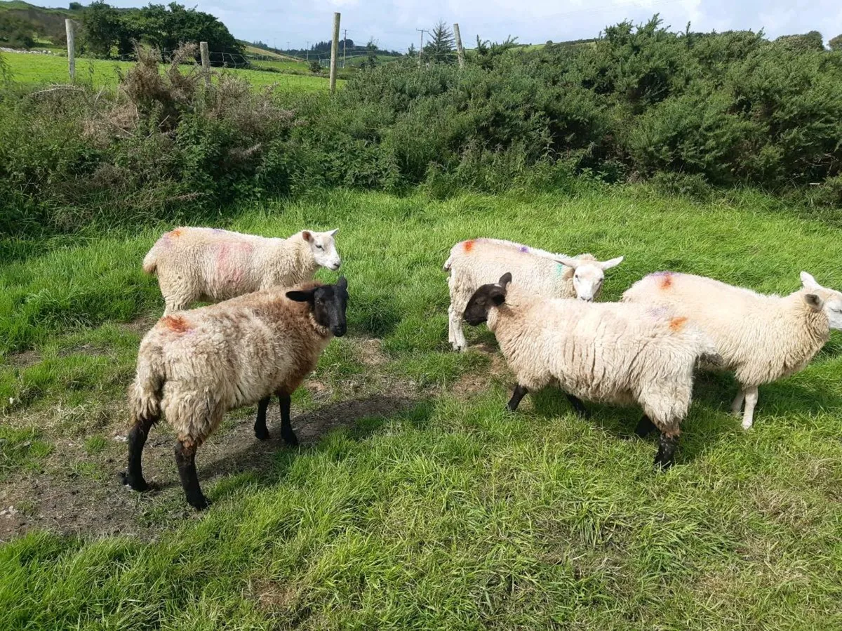 Eve lambs - Image 2