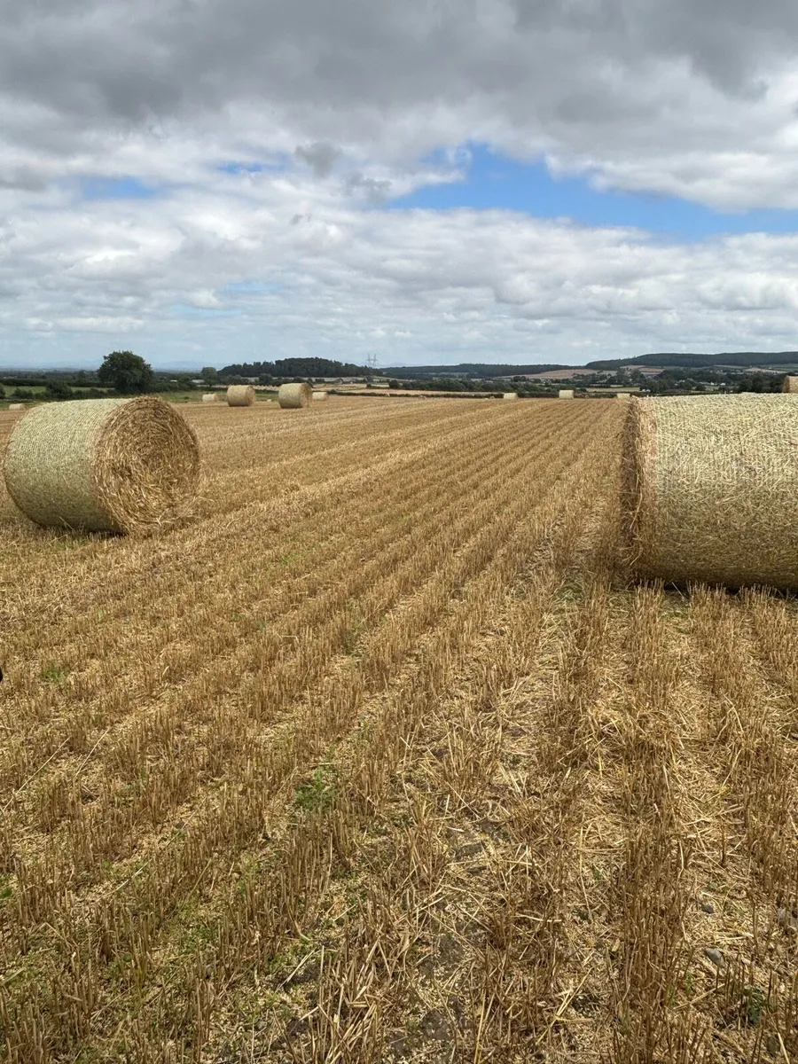 Straw