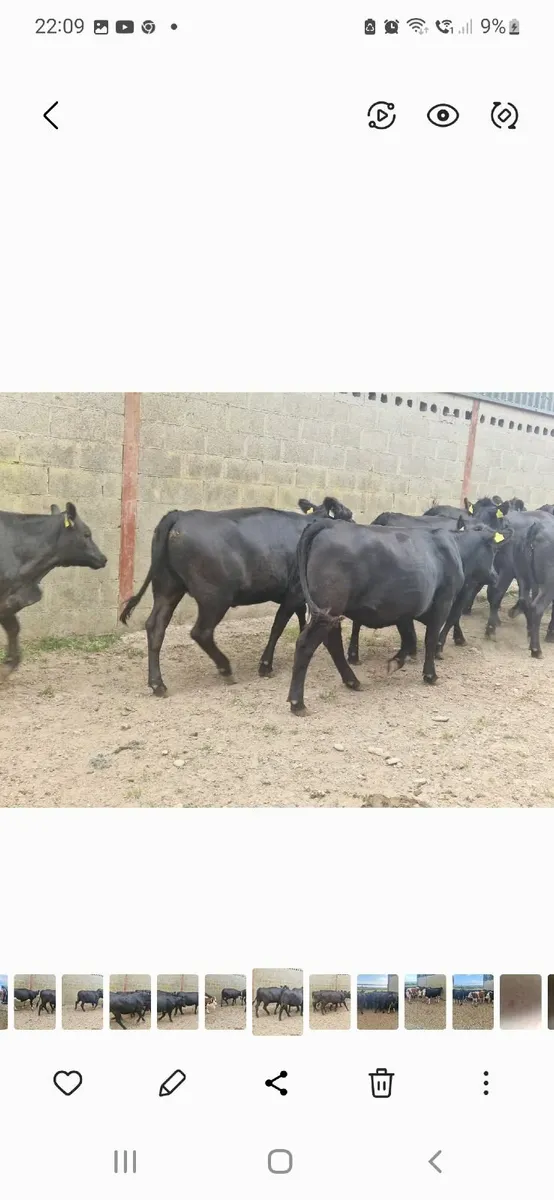 ANGUS HEIFERS - Image 3