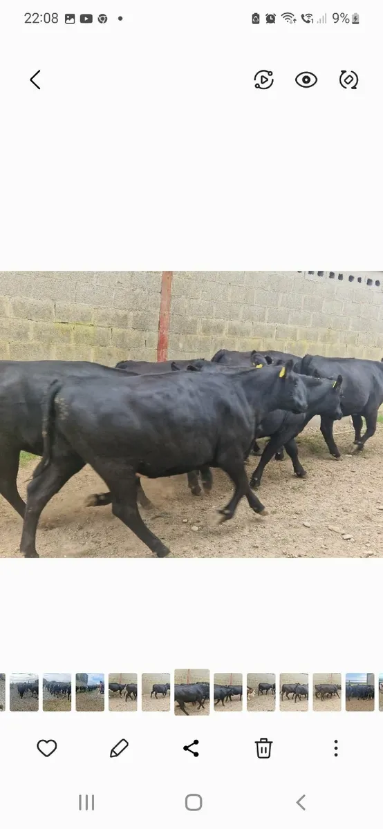 ANGUS HEIFERS - Image 4