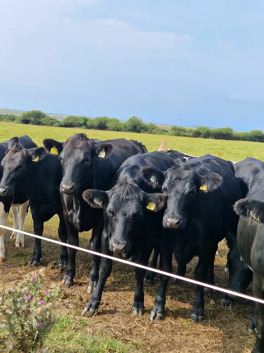ANGUS HEIFERS - Image 2
