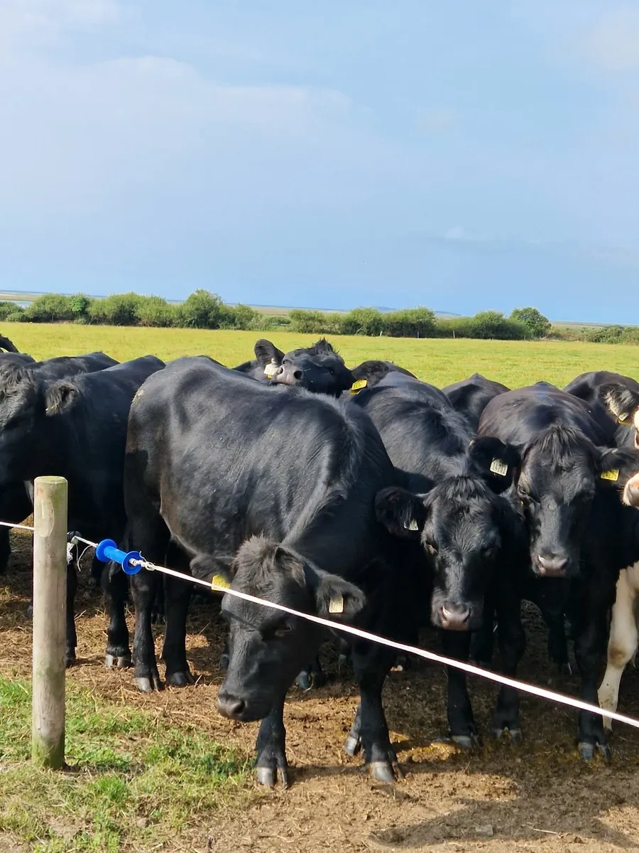 ANGUS HEIFERS - Image 1