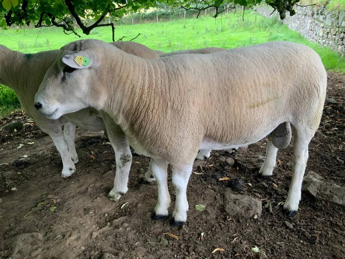 Pedigree Registered Lleyn Ram for sale