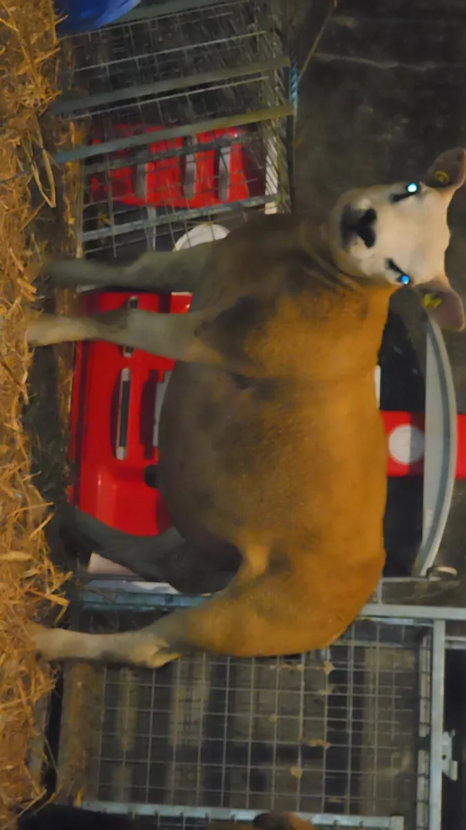 Pedigree texel sis approved - Image 2