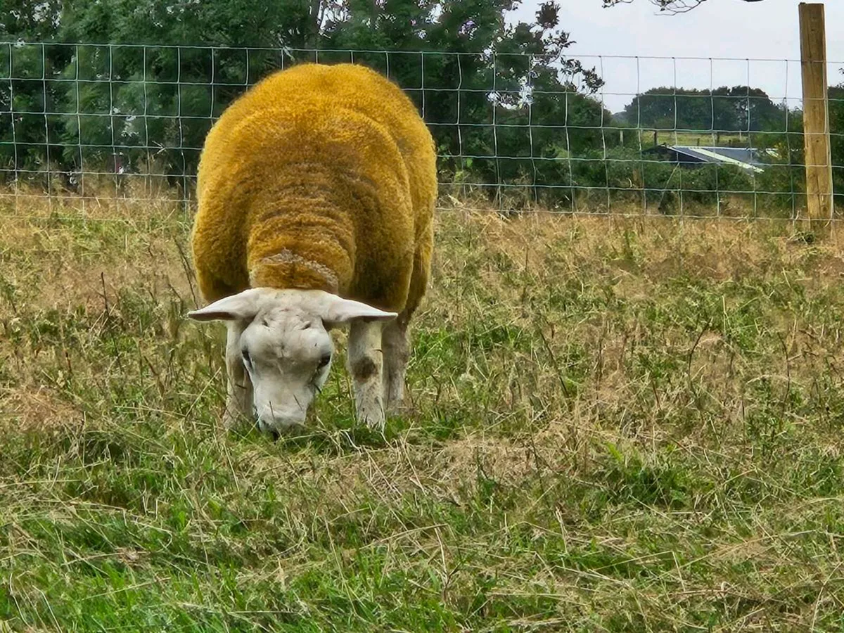 Pedigree texel sis approved - Image 4