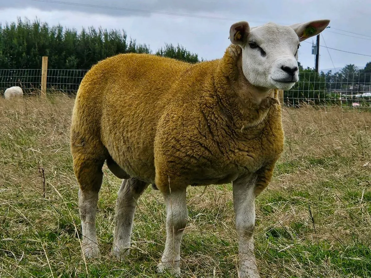 Pedigree texel sis approved - Image 1