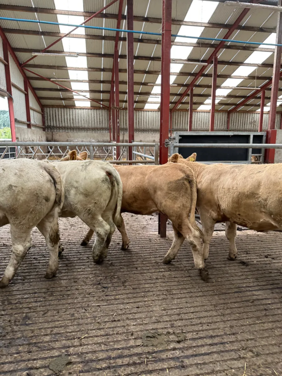 Charolais and lim store heifers - Image 4