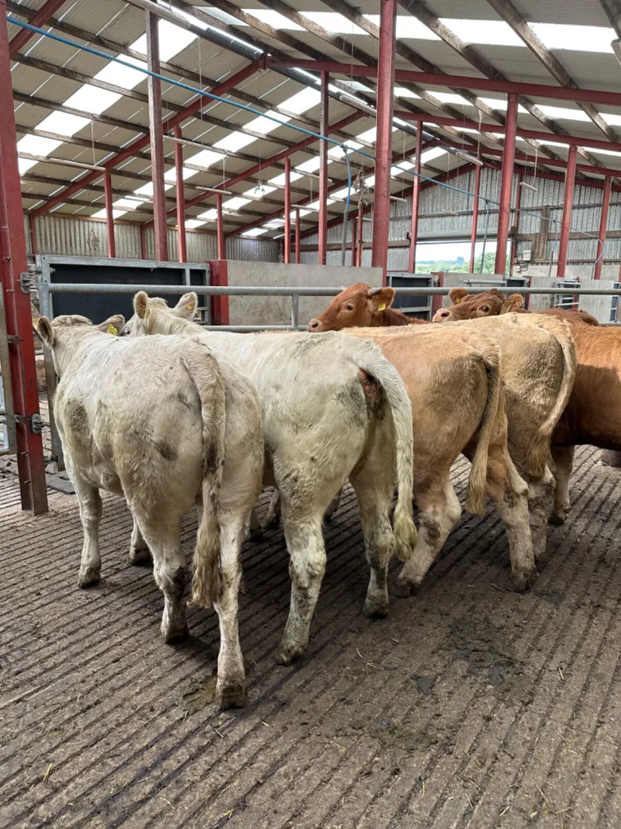 Charolais and lim store heifers - Image 2