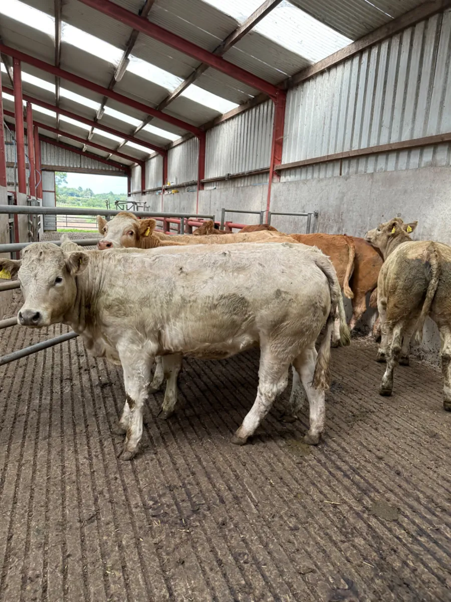 Charolais and lim store heifers - Image 1