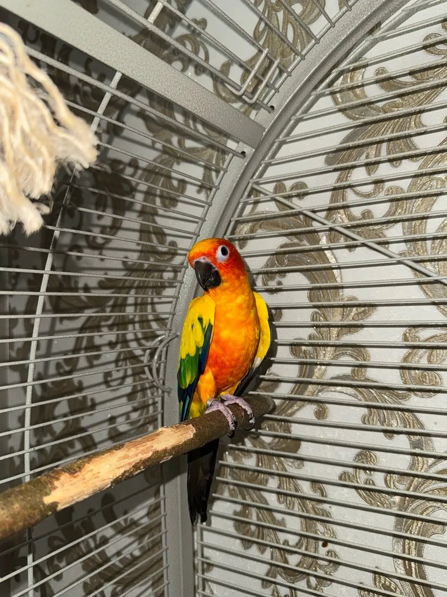2 DNA’d Sun conures with papers - Image 1