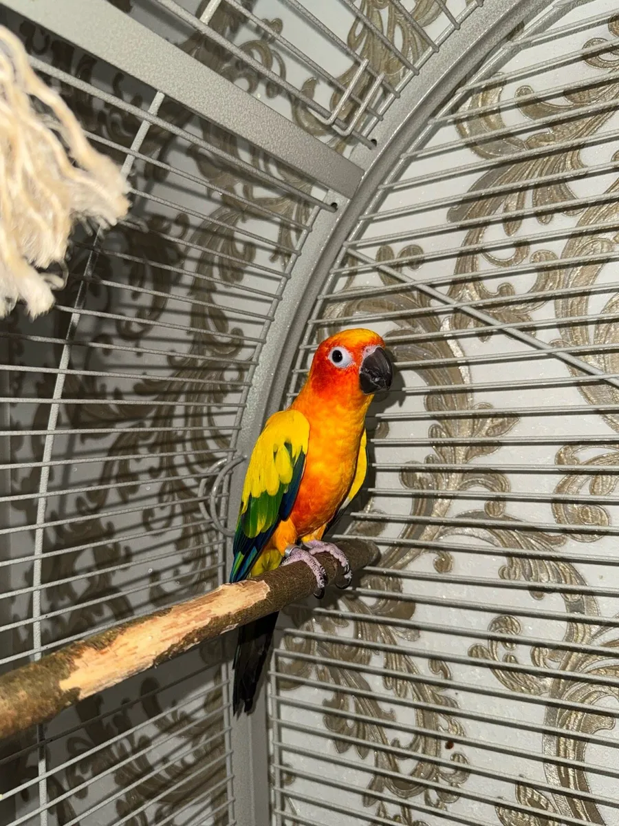 2 DNA’d Sun conures with papers - Image 2