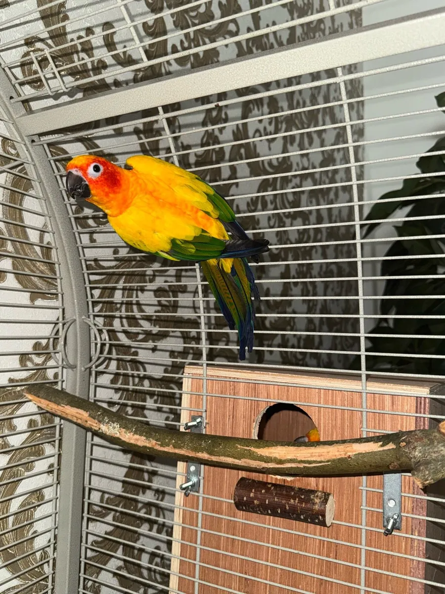 2 DNA’d Sun conures with papers - Image 3