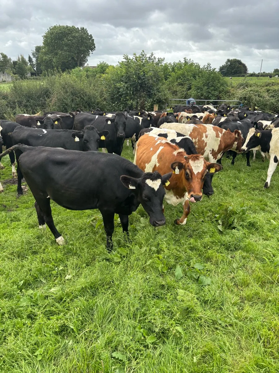45 Incalf Heifers - Image 2